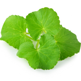 Centella Asiatica